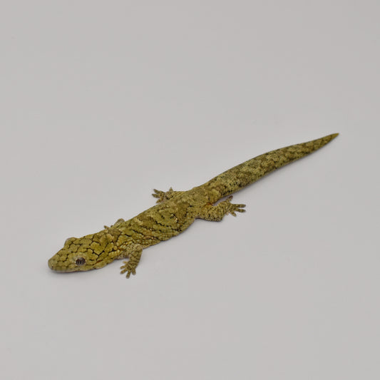 Sexed Pair – Chameleon Geckos (Eurydactylodes vieillardi)