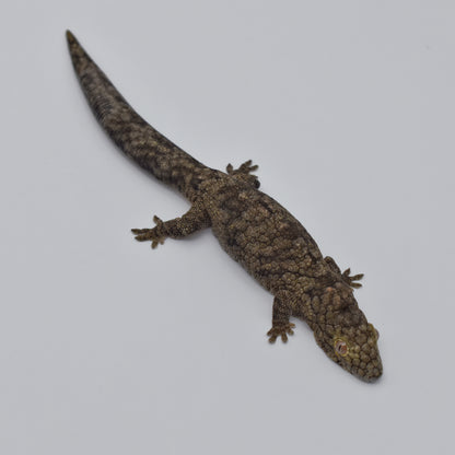 Sexed Pair – Chameleon Geckos (Eurydactylodes vieillardi)