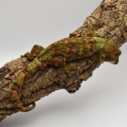 Proven Male Chahoua Gecko – 68g (HerpTime Jason Cardinal Line, Est. 6/2020) | SKU: CH036