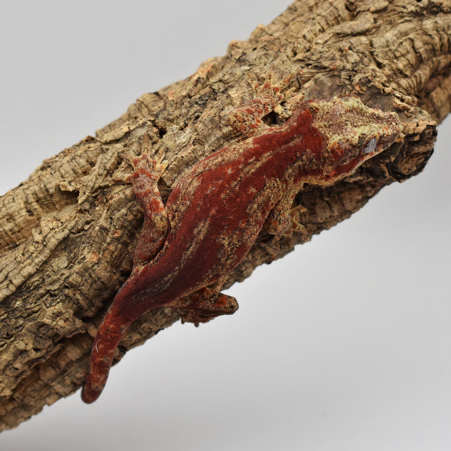 Female Gargoyle Gecko – 30g (Tiki’s Geckos Cosmo Line, Hatched 8/8/2024) | SKU: GA001