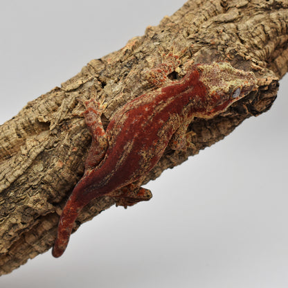 Female Gargoyle Gecko – 30g (Tiki’s Geckos Cosmo Line, Hatched 8/8/2024) | SKU: GA001