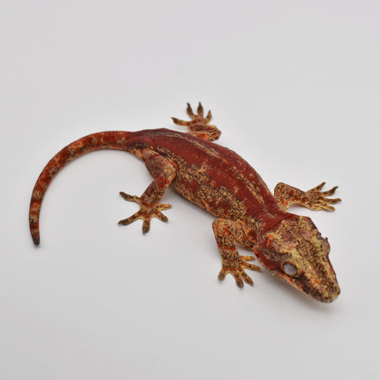 Female Gargoyle Gecko – 30g (Tiki’s Geckos Cosmo Line, Hatched 8/8/2024) | SKU: GA001