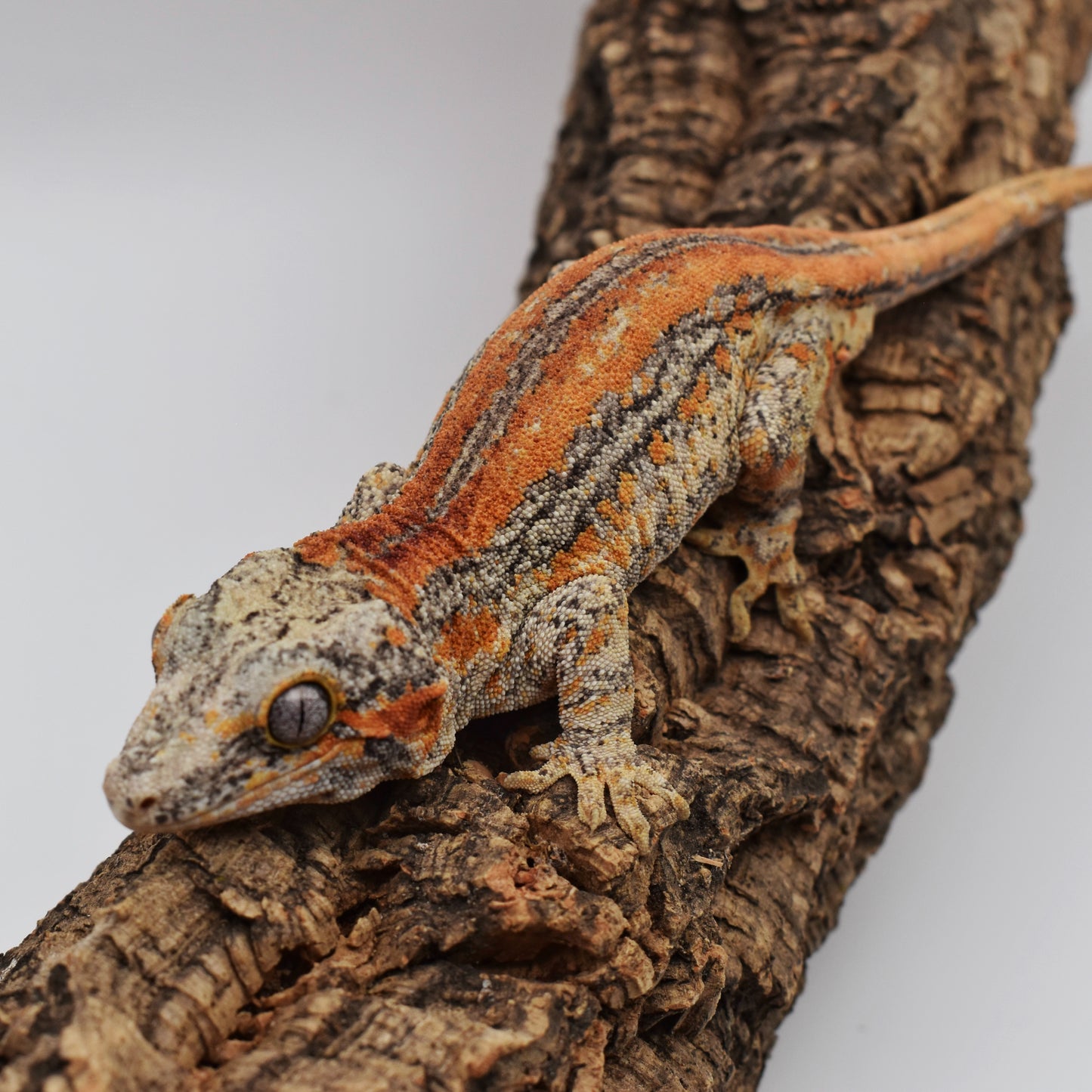 Male Gargoyle Gecko – 34g (LAC Herps Group 3, Hatched 9/4/2024) | SKU: GA004