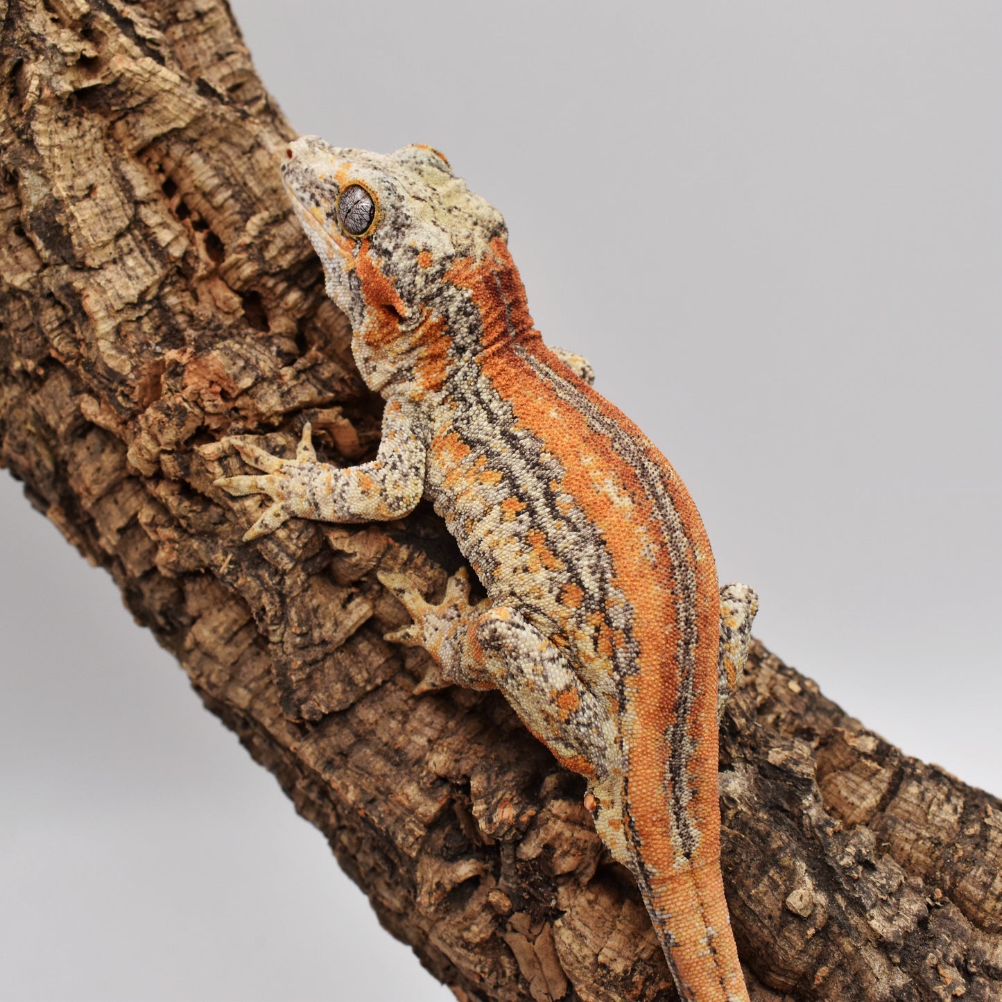 Male Gargoyle Gecko – 34g (LAC Herps Group 3, Hatched 9/4/2024) | SKU: GA004