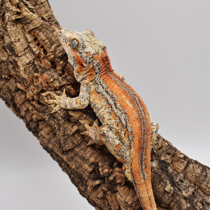 Male Gargoyle Gecko – 34g (LAC Herps Group 3, Hatched 9/4/2024) | SKU: GA004