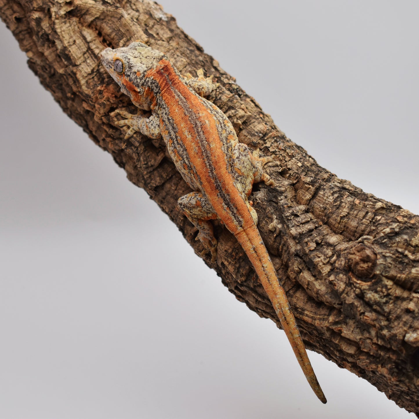 Male Gargoyle Gecko – 34g (LAC Herps Group 3, Hatched 9/4/2024) | SKU: GA004