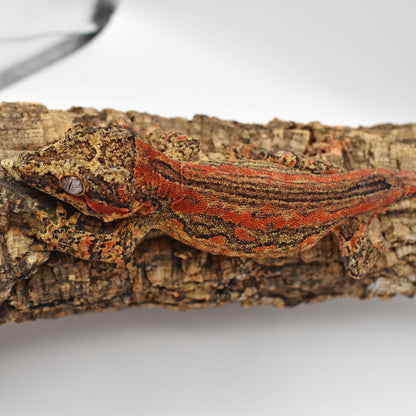 Male Gargoyle Gecko – 29.6g (Tiki’s Geckos, Est. 8/2024) | SKU: GA010