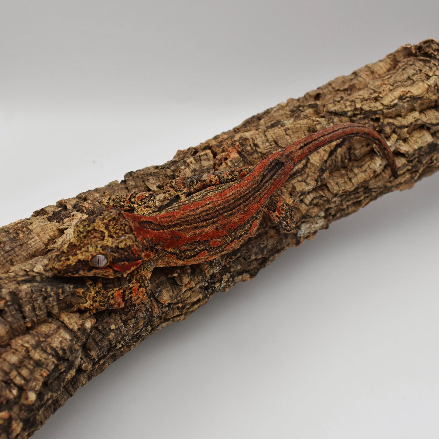 Male Gargoyle Gecko – 29.6g (Tiki’s Geckos, Est. 8/2024) | SKU: GA010