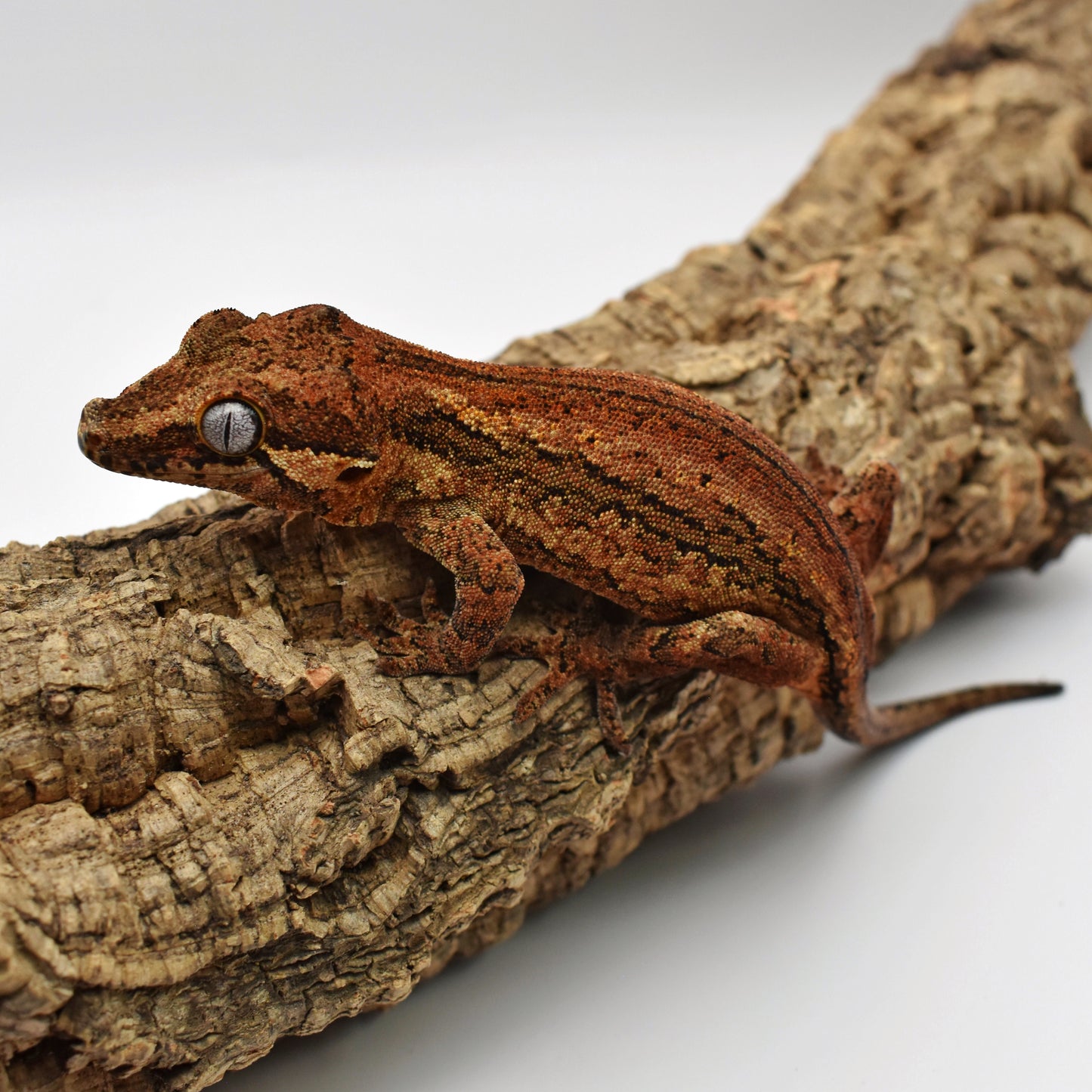 Female Gargoyle Gecko – 25.4g (Glowing Geckos Bagheera x Mew, Est. 6/2024) | SKU: GA021