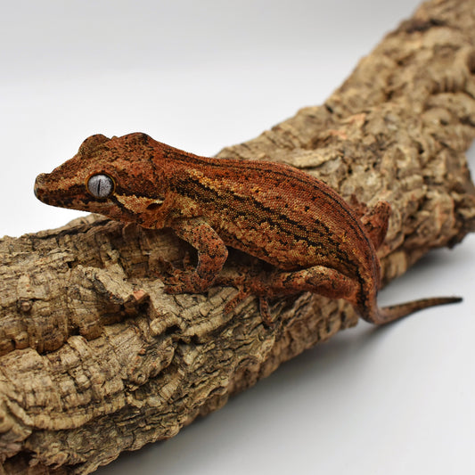 Female Gargoyle Gecko – 25.4g (Glowing Geckos Bagheera x Mew, Est. 6/2024) | SKU: GA021