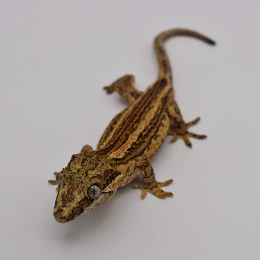 Male Gargoyle Gecko – 18.5g (Gecko Cove, Est. 8/2024) | SKU: GA035