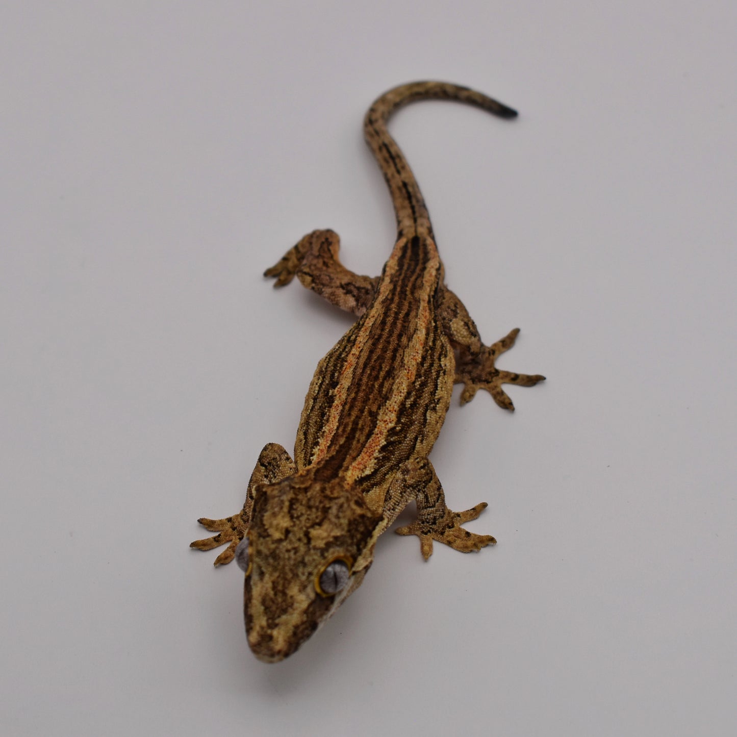 Male Gargoyle Gecko – 18.5g (Gecko Cove, Est. 8/2024) | SKU: GA035