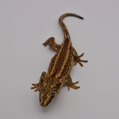 Male Gargoyle Gecko – 18.5g (Gecko Cove, Est. 8/2024) | SKU: GA035