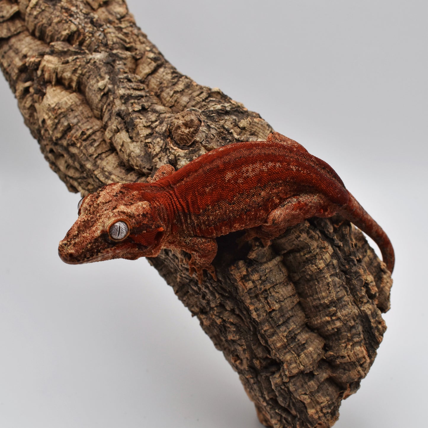 Male Gargoyle Gecko – Strong Red Stripe, 31.2g (Glowing Geckos, Hatched 7/9/2024) | SKU: GA049