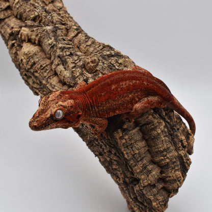 Male Gargoyle Gecko – Strong Red Stripe, 31.2g (Glowing Geckos, Hatched 7/9/2024) | SKU: GA049