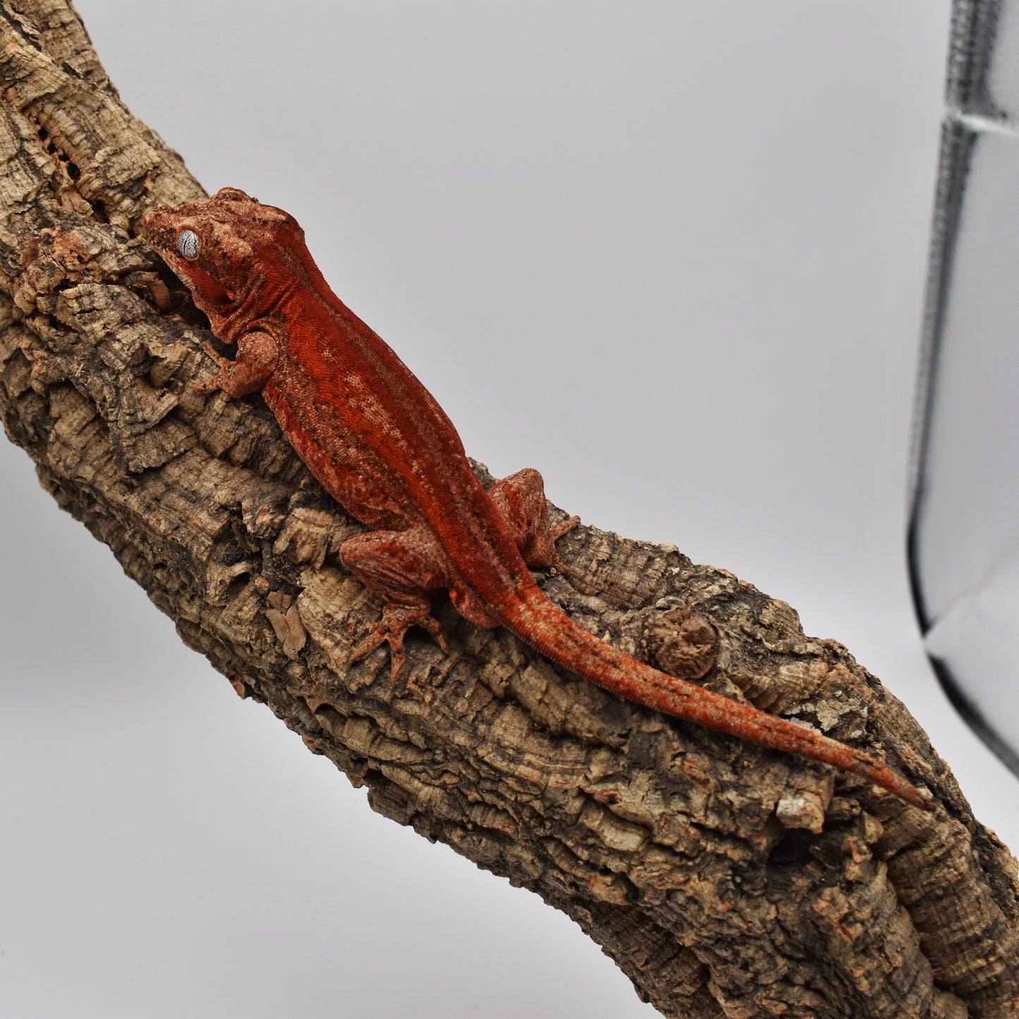 Male Gargoyle Gecko – Strong Red Stripe, 31.2g (Glowing Geckos, Hatched 7/9/2024) | SKU: GA049