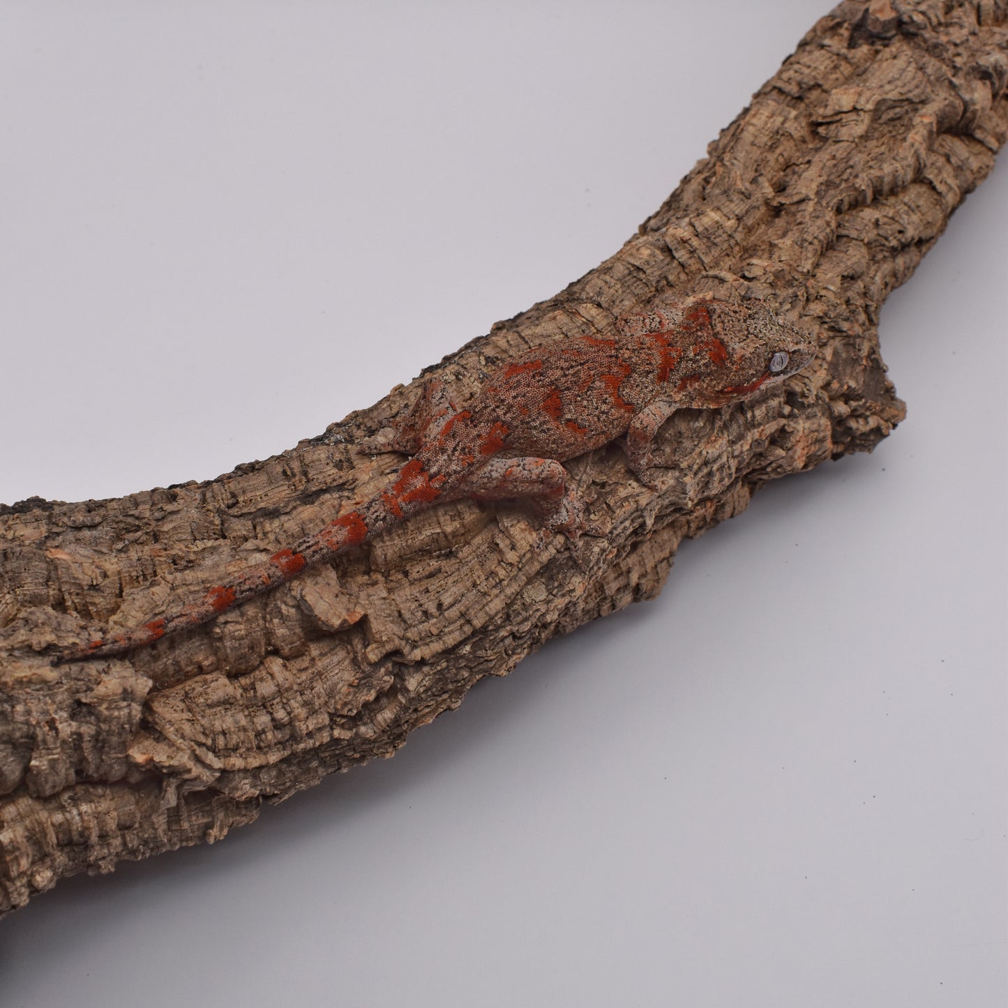 Female Gargoyle Gecko – Red Blotch, 19.1g (Tiki’s Geckos, Est. 10/1/2024)