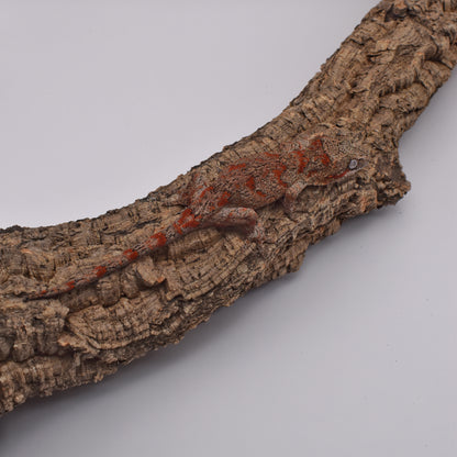 Female Gargoyle Gecko – Red Blotch, 19.1g (Tiki’s Geckos, Est. 10/1/2024)