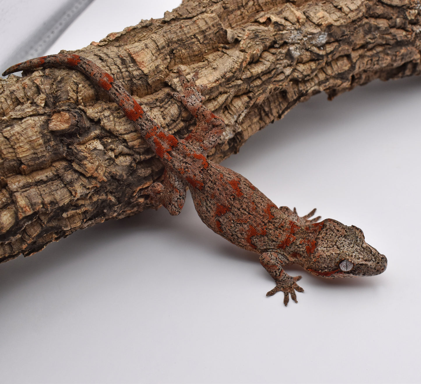Female Gargoyle Gecko – Red Blotch, 19.1g (Tiki’s Geckos, Est. 10/1/2024)
