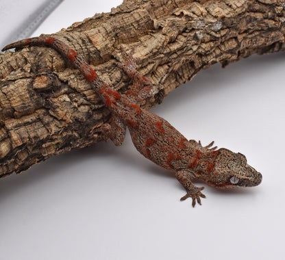 Female Gargoyle Gecko – Red Blotch, 19.1g (Tiki’s Geckos, Est. 10/1/2024)
