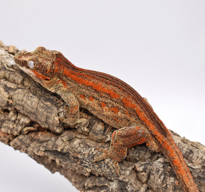 Male Gargoyle Gecko – Orange Stripe, 37.7g (Tiki’s Geckos, Est. 8/1/2024)
