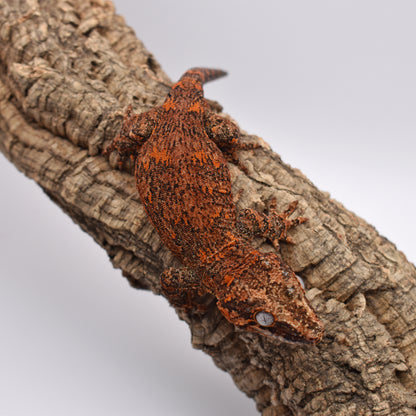 Male Gargoyle Gecko – Orange Base Blotch, 39.0g (Tiki’s Geckos, Est. 8/1/2024)