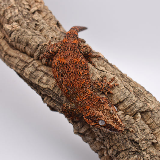 Male Gargoyle Gecko – Orange Base Blotch, 39.0g (Tiki’s Geckos, Est. 8/1/2024)