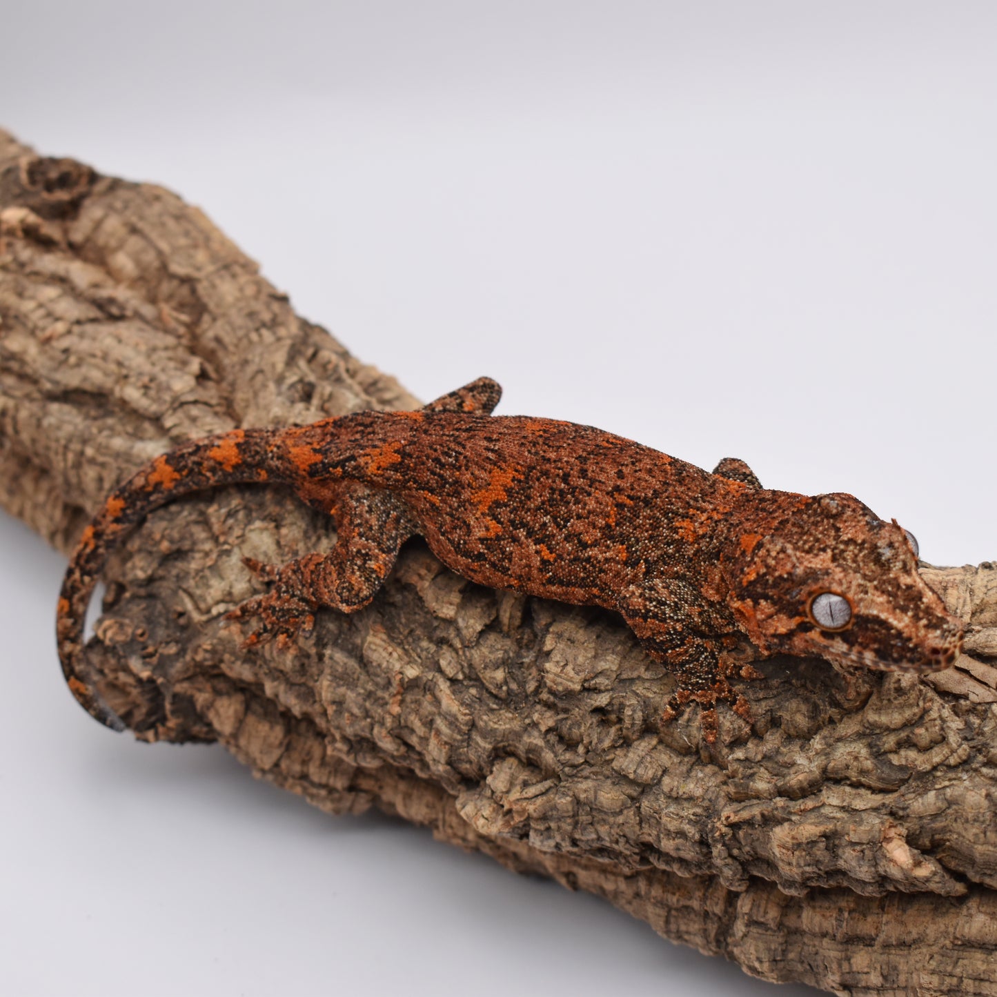 Male Gargoyle Gecko – Orange Base Blotch, 39.0g (Tiki’s Geckos, Est. 8/1/2024)