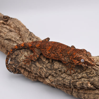 Male Gargoyle Gecko – Orange Base Blotch, 39.0g (Tiki’s Geckos, Est. 8/1/2024)