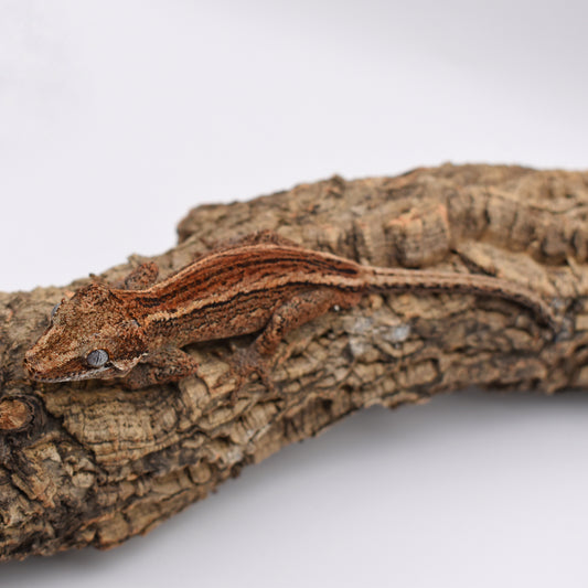 Male Gargoyle Gecko – Brown Base Yellow Stripe, 20.6g (Pangea, 7/26/2024)