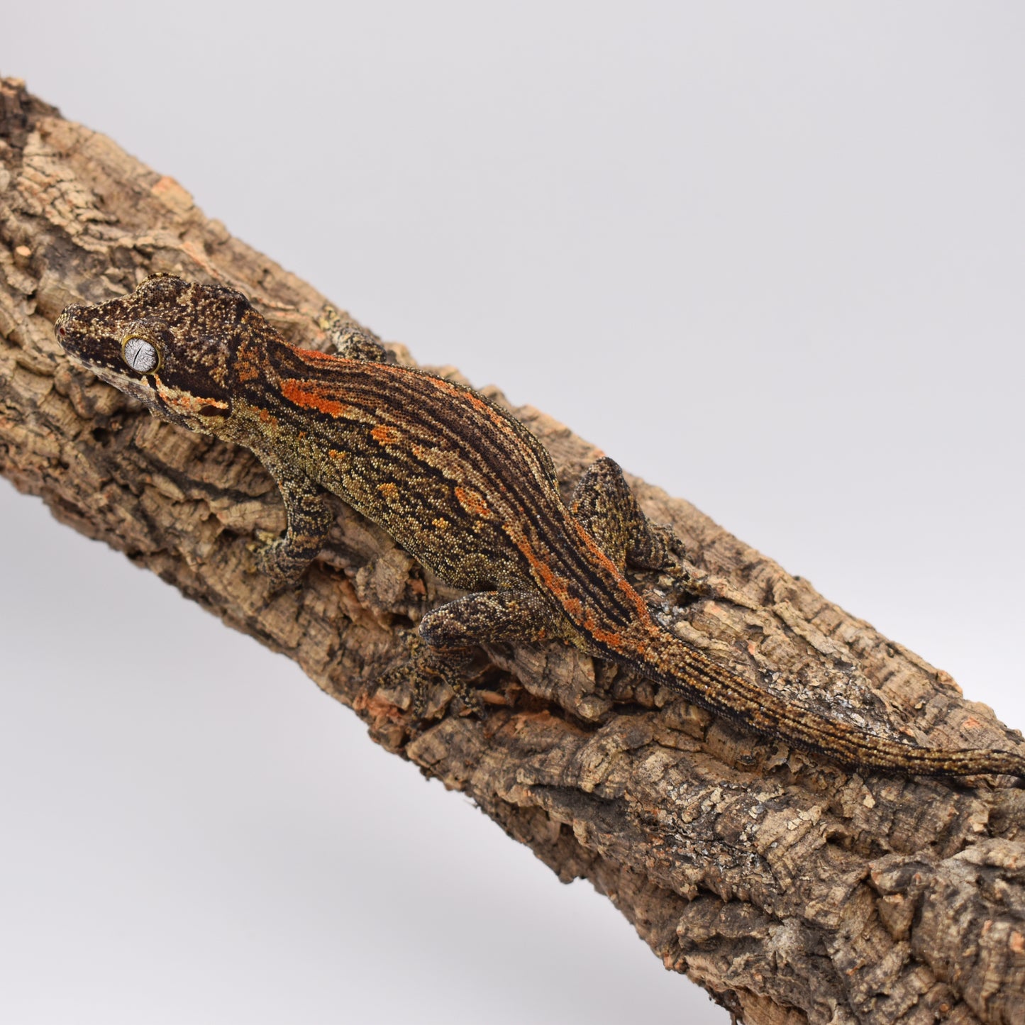 Female Gargoyle Gecko – Yellow Base Orange Stripe, 37.5g (KLW Reptiles Pink Floyd x Primrose, 3/24/2024)