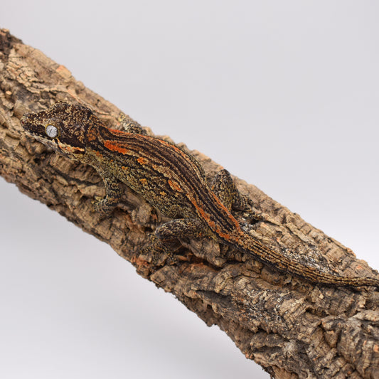 Female Gargoyle Gecko – Yellow Base Orange Stripe, 37.5g (KLW Reptiles Pink Floyd x Primrose, 3/24/2024)