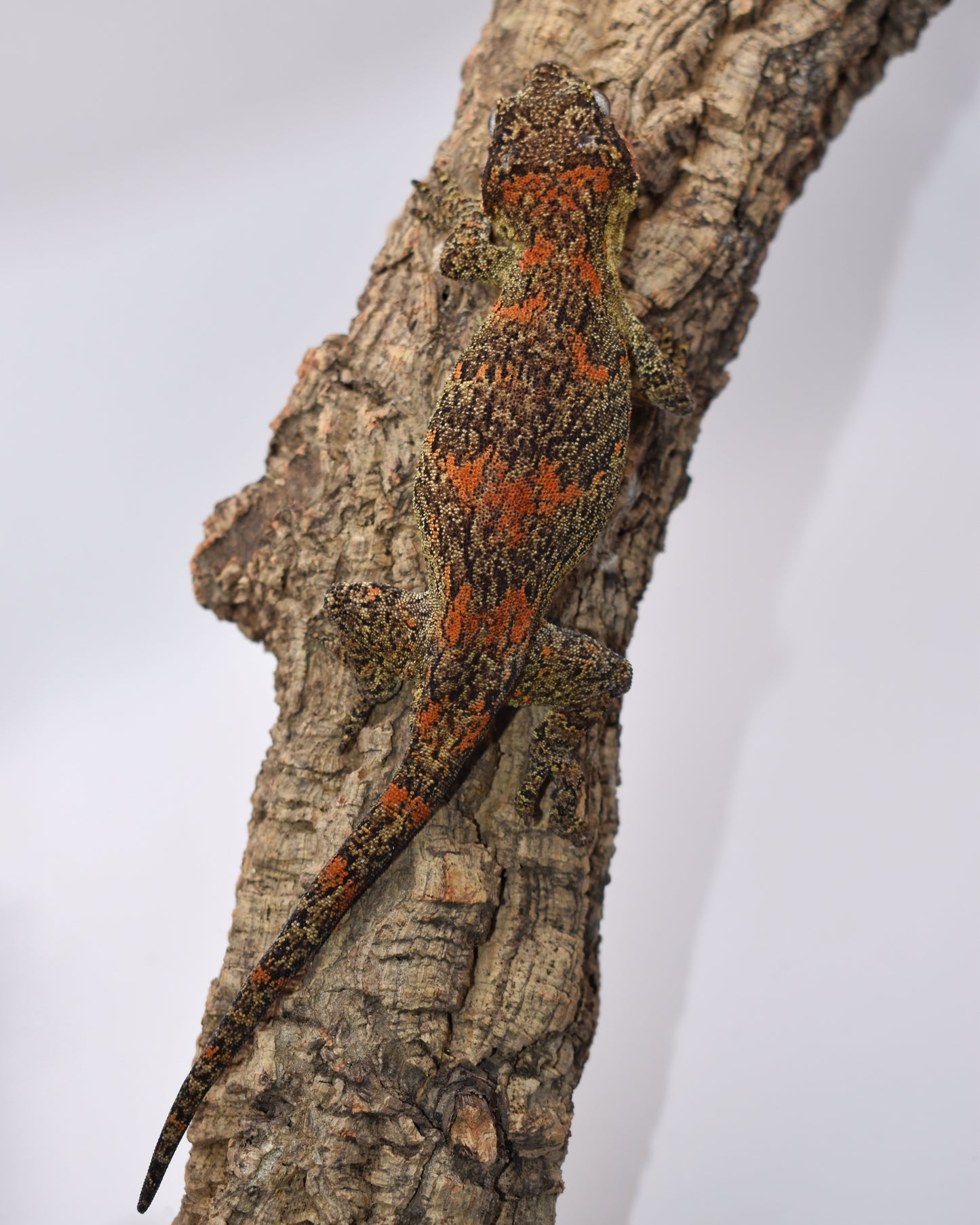 Female Gargoyle Gecko – Yellow Base Orange Blotch, 42.5g (KLW Reptiles Pink Floyd x Primrose, 3/12/2024)