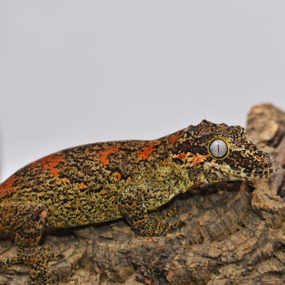 Female Gargoyle Gecko – Yellow Base Orange Blotch, 42.5g (KLW Reptiles Pink Floyd x Primrose, 3/12/2024)