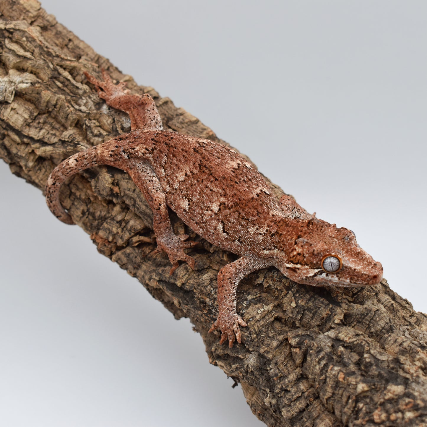 Female Gargoyle Gecko – Pink/Red Base, 34.4g (KLW Reptiles Filbert x Redemption, 2/15/2024)