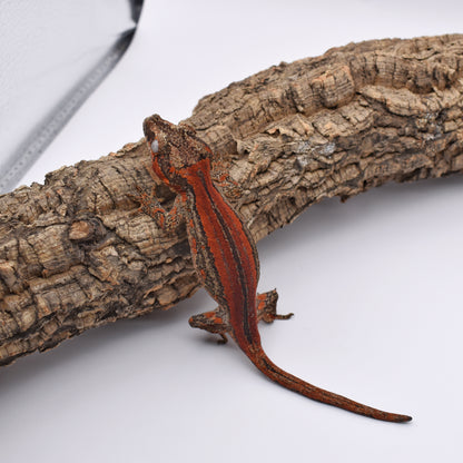 Female Gargoyle Gecko – Red Stripe, Pet Only, 21.2g (Tiki’s Geckos Dracula Jr. Line, 8/15/2024)