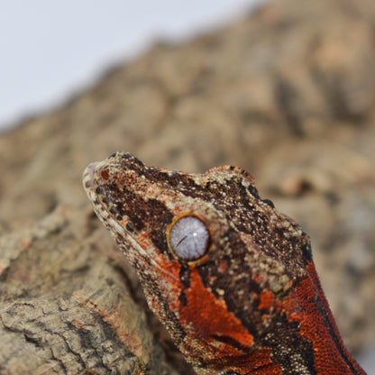 Female Gargoyle Gecko – Red Stripe, Pet Only, 21.2g (Tiki’s Geckos Dracula Jr. Line, 8/15/2024)