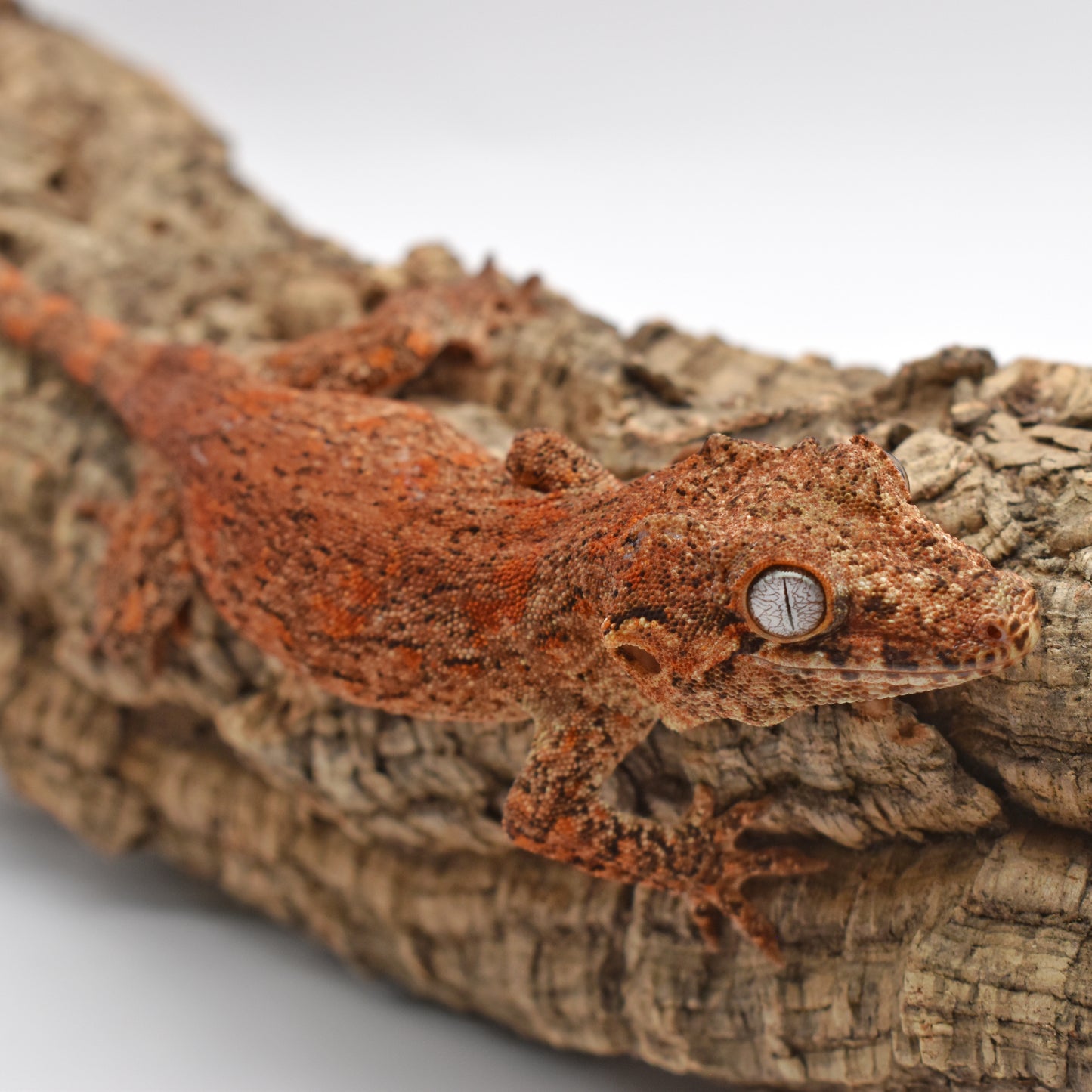 Female Gargoyle Gecko – Orange Base Blotch, xx.xg (Tiki’s Geckos DBRB, 2/19/2024)