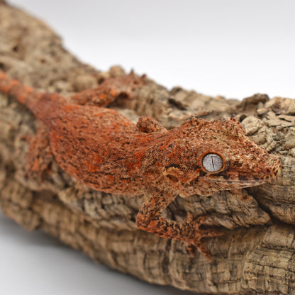 Female Gargoyle Gecko – Orange Base Blotch, xx.xg (Tiki’s Geckos DBRB, 2/19/2024)