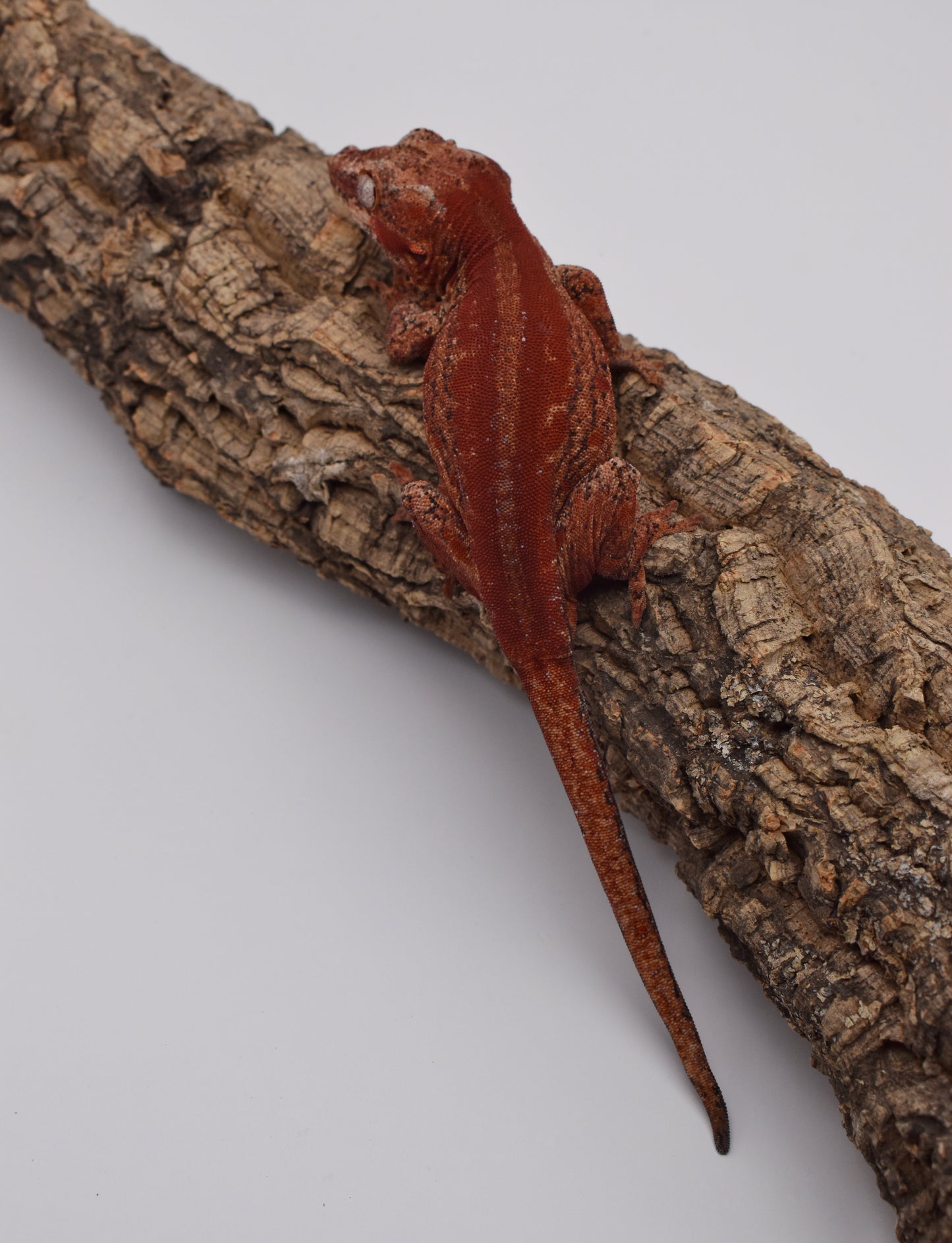 Female Gargoyle Gecko – Red Super Stripe, 41.5g (Sundown Reptiles SS, 3/10/2024)