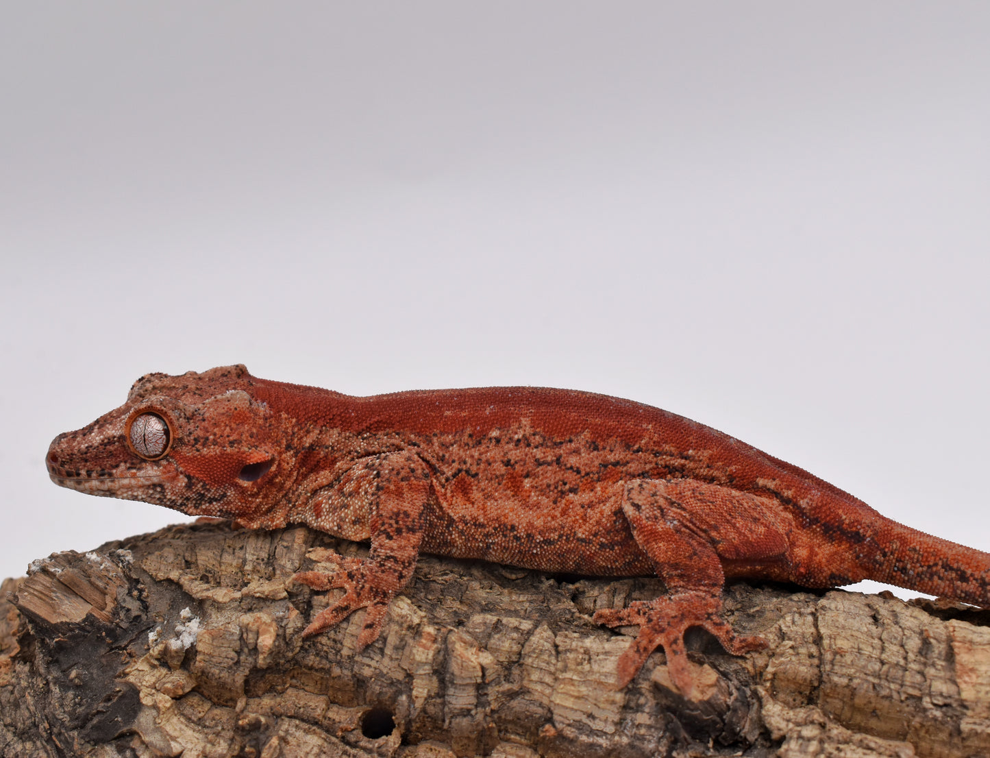 Female Gargoyle Gecko – Red Super Stripe, 41.5g (Sundown Reptiles SS, 3/10/2024)