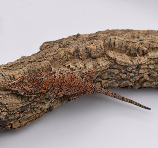 Male Gargoyle Gecko – Red Base Reticulated, 16.5g (Sundown Reptiles ZIP, 7/17/2024)